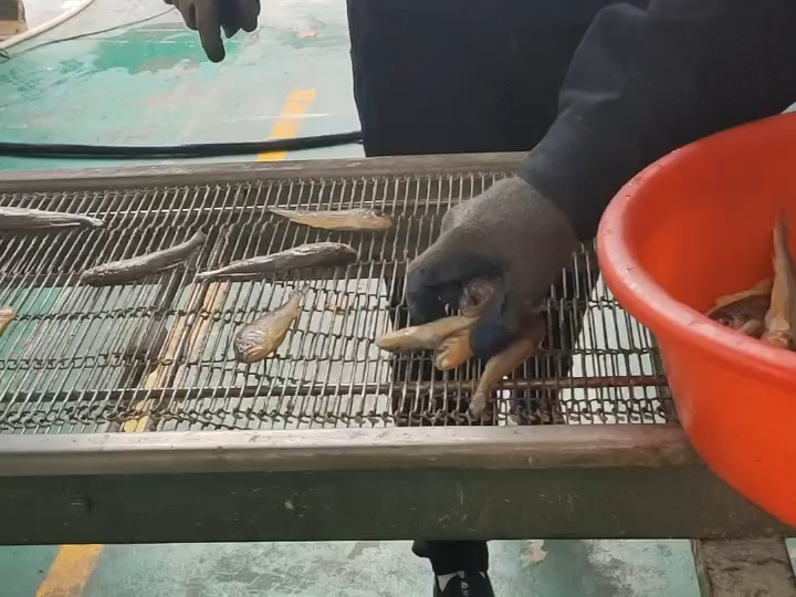耦合、小黃魚、雞柳上漿裹粉機