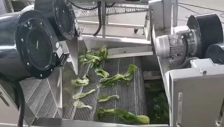 小油菜清洗風干試機現(xiàn)場